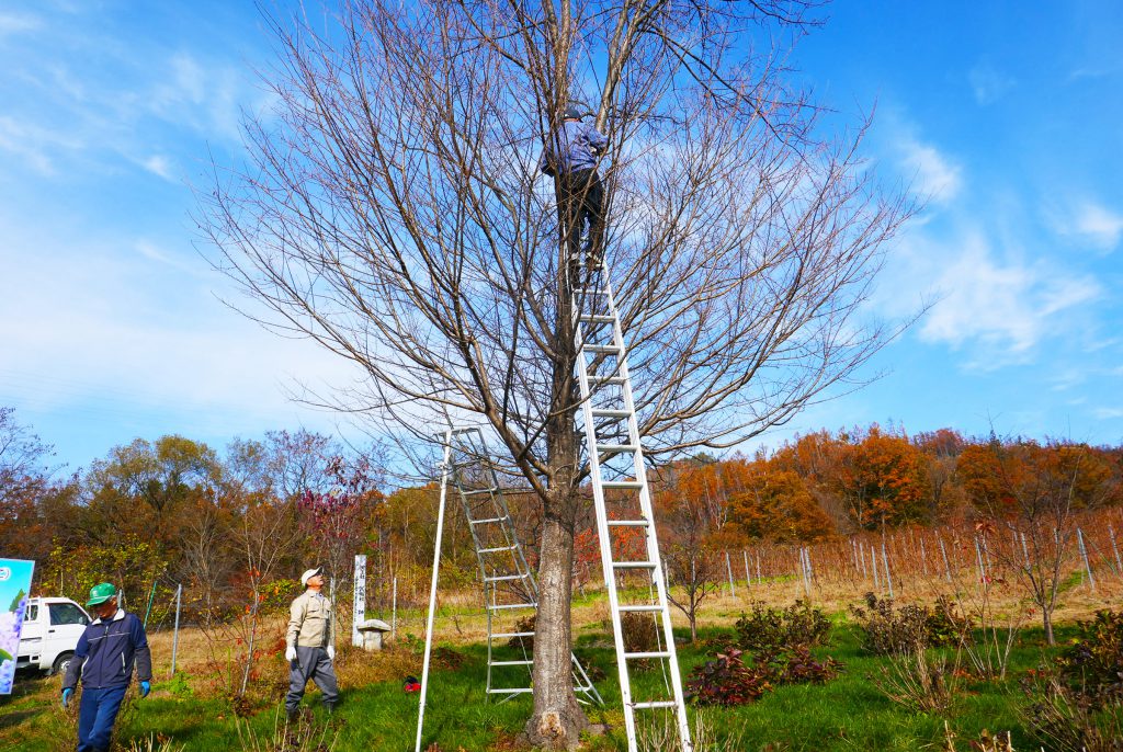 あじさい園整備（桜の木の剪定） 上押野地域環境保全協議会
